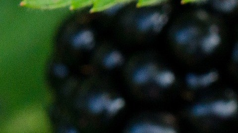 Moras