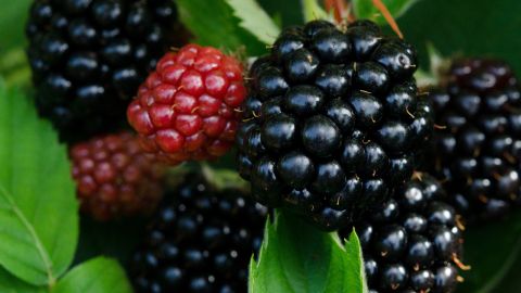 Moras