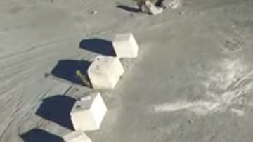 El estudio también identificó raíces leñosas "espectaculares" en el bosque de NY.