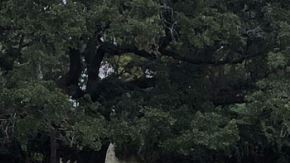 El tiroteo fue reportado a eso de las 3:15 p.m.