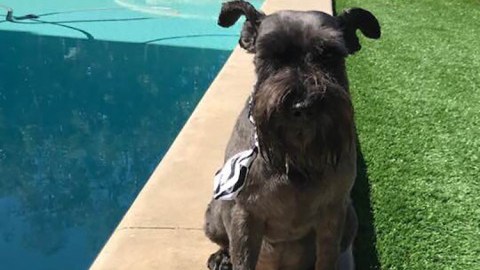 Poomba fue atacado por un puma en su casa en Simi Valley, y perdió la vida. Sammy, el otro perro que sufrió un ataque, sobrevivió.