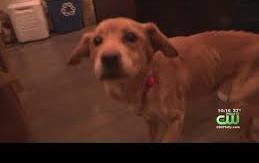 Un perro desnutrido y maltratado encuentra un hogar por casualidad.