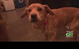 Un perro desnutrido y maltratado encuentra un hogar por casualidad.