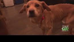 Un perro desnutrido y maltratado encuentra un hogar por casualidad.