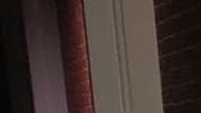 El Departamento de Policía del Condado de Hillsborough publicaron la foto del gato para encontrar a su dueño.