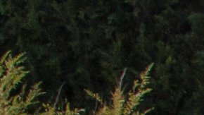 El parque Disney, a través de su portavoz, indicó que cualquier empleado debería denunciar este tipo de agresiones.