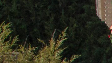 El parque Disney, a través de su portavoz, indicó que cualquier empleado debería denunciar este tipo de agresiones.