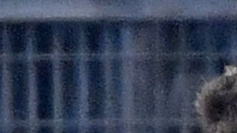 La Juve va por su noveno título.