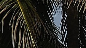 Perman Terry tiene 59 años y lleva más de 35 trabajando para la ciudad de Miami Beach.