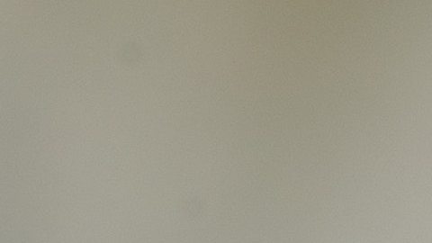 Si encuentra una hormiga, es seguro que tendrá toda una colonia cerca.