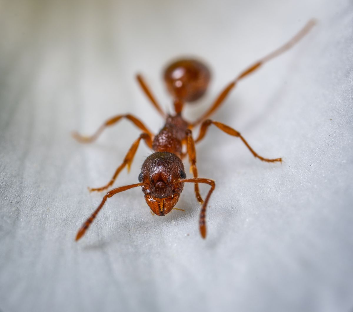 Si encuentra una hormiga, es seguro que tendrá toda una colonia cerca.