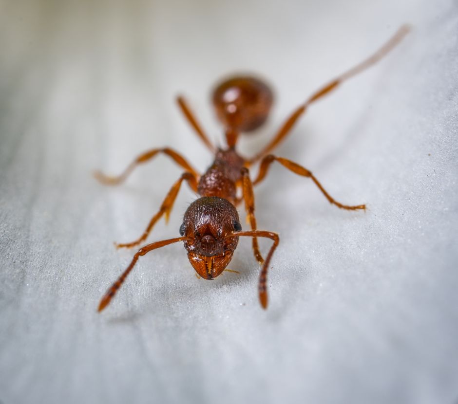 Los métodos más naturales y simples para deshacerte de las hormigas en