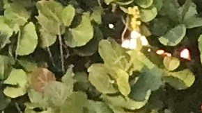 Los comentaristas de Telemundo Deportes, Ana Jurka, Andres Cantor y Manuel Sol, en el evento celebrado este fin de semana en Miami Beach.