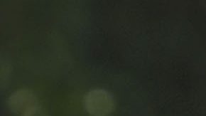 El rebaño quiere jugadores de experiencia.