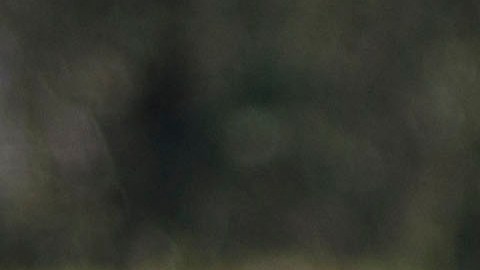Norma reforzará a Chivas para el Clausura 2020.
