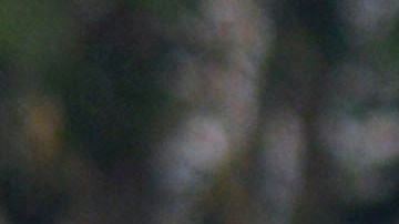 El equipo sub 17 del América no pudo calificar a la liguilla en este torneo.