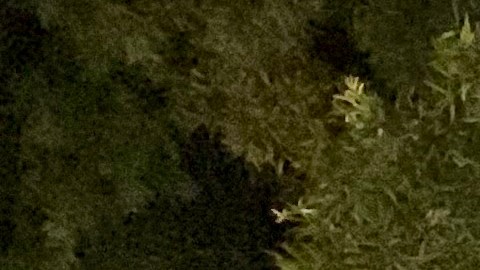 Un grupo de inmigrantes realizaron una posada dedicada al Censo 2020. (Araceli Martínez/La Opinión).