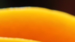 Mango- Marcus Morgan-pixabay