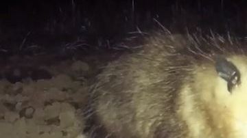 La zarigüeya trató de morder a la víctima.