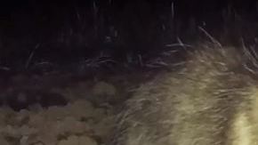 La zarigüeya trató de morder a la víctima.