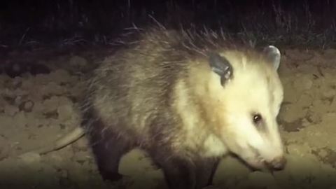 La zarigüeya trató de morder a la víctima.