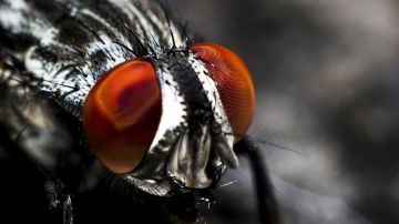 Las moscas no sólo son molestas sino que pueden contraer enfermedades.