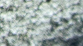 Las ratas y ratones pueden convertirse en toda una plaga indeseable por su rápida reproducción.