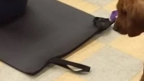 Pilates con perritos.