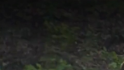 El gran árbol no dio tiempo a nada antes de caer sobre la mujer.