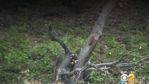 El gran árbol no dio tiempo a nada antes de caer sobre la mujer.