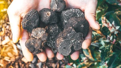 trufas