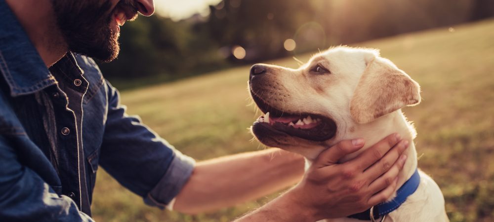 Cual Es El Mejor Dispositivo Para Rastrear A Tu Perro La Opinion