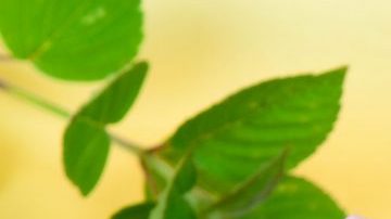 té de malva