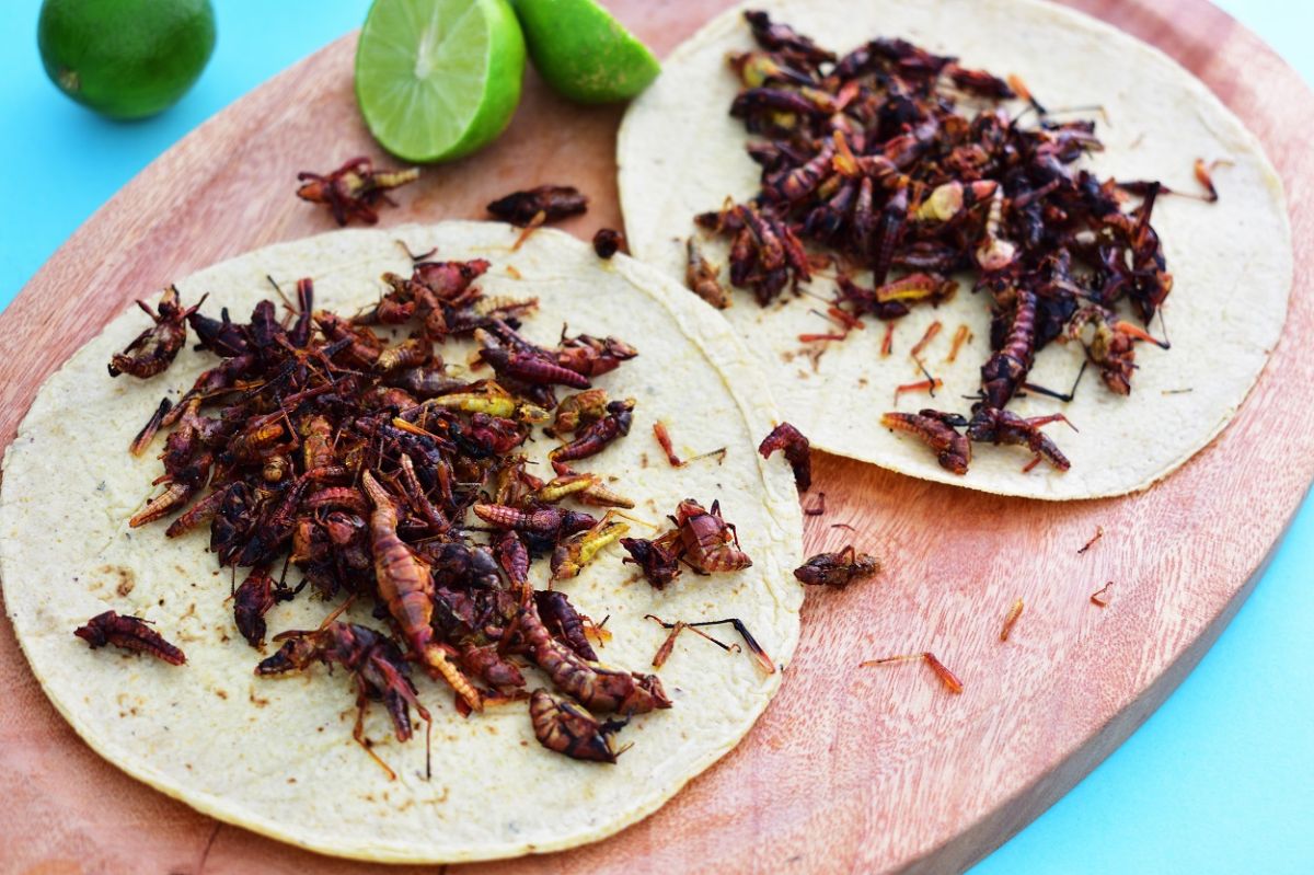 Conoce los insectos comestibles más populares de México