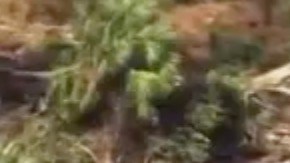 El potente y violento tornado ocurrió en la mañana del sábado e impactó en una zona residencial del norte de Florida