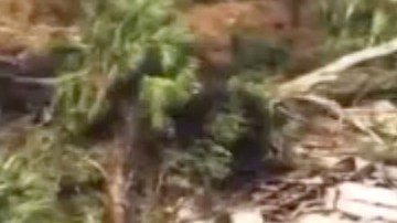 El potente y violento tornado ocurrió en la mañana del sábado e impactó en una zona residencial del norte de Florida