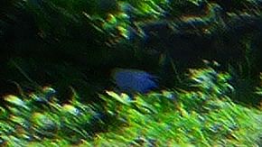 Deslizamiento lateral a lo largo de una carretera en Ponce, Puerto Rico.