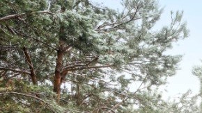 2021 Chevrolet Silverado Realtree Edition