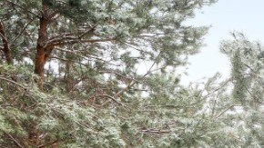 Silverado Realtree 2021