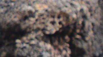 Diego, la tortuga gigante de la Isla Española, procreó unas 800 tortuguitas.