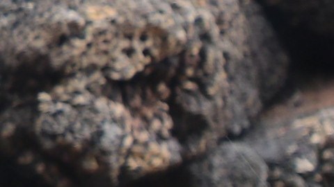 Diego, la tortuga gigante de la Isla Española, procreó unas 800 tortuguitas.
