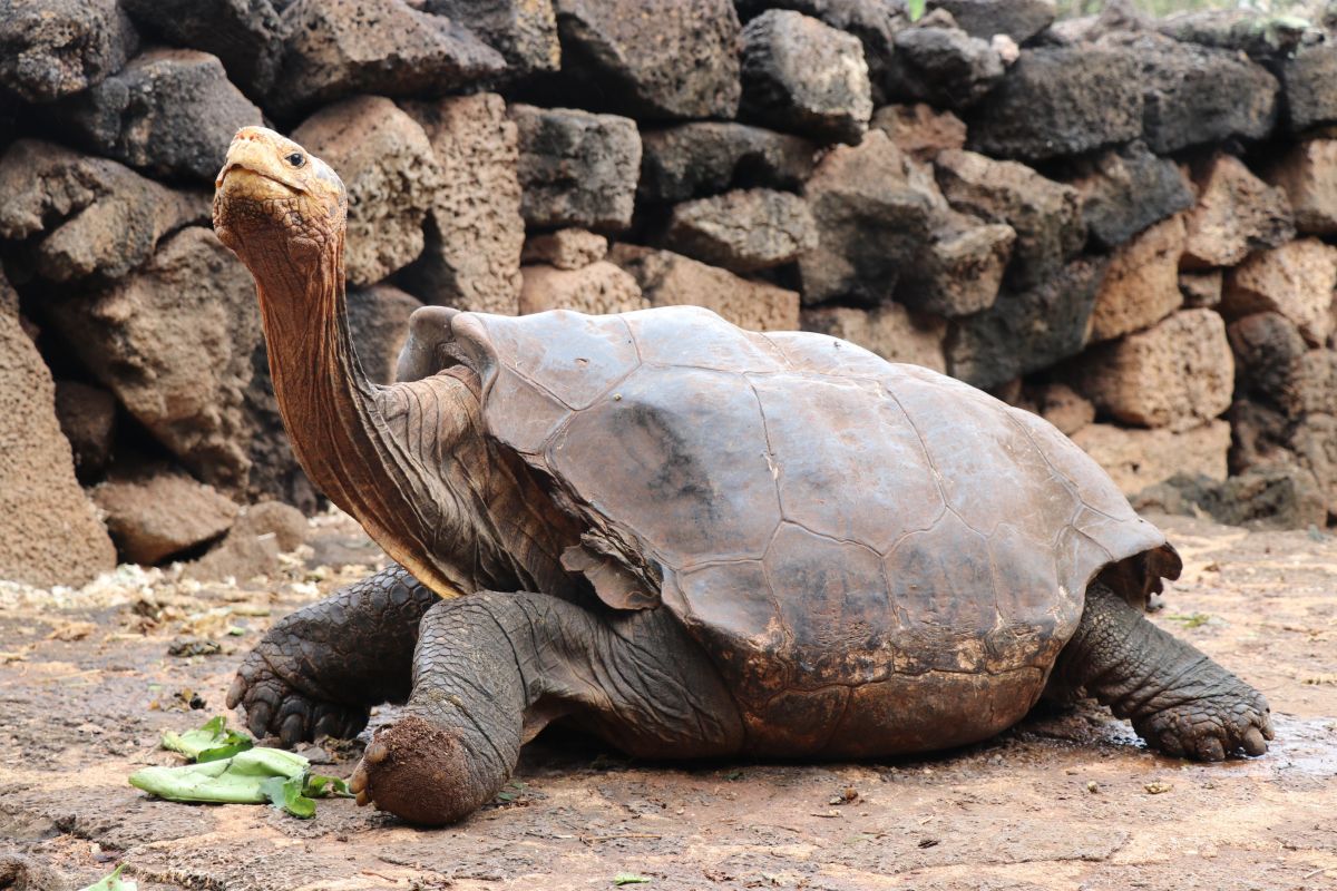 Diego, la tortuga gigante de la Isla Española, procreó unas 800 tortuguitas.