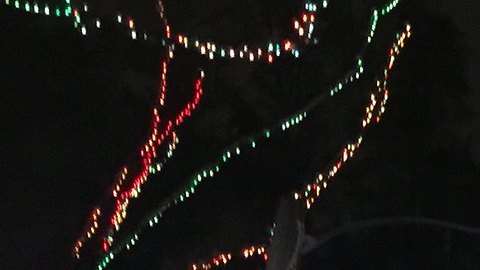 Este lugar es una de las visitas obligadas para los residentes del sur de la Florida para las fiestas de fin de año.