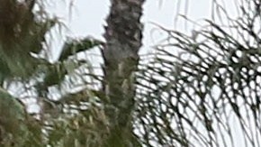 Seguidores de la exestrella de baloncesto llegaron al lugar después de que trascendiera el accidente.