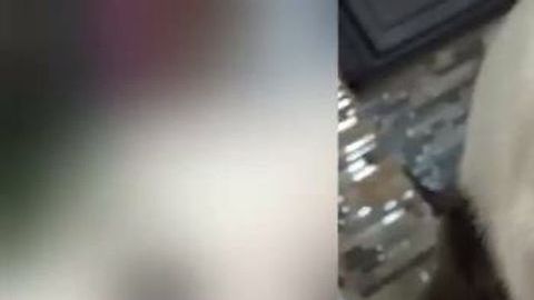 Minni, el pequeño bulldog que murió en un PetSmart.