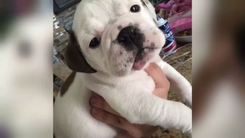 Minni, el pequeño bulldog que murió en un PetSmart.