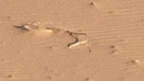 Paulo Gonçalves en el Rally Dakar.