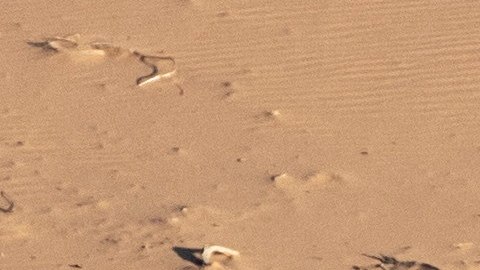 Paulo Gonçalves en el Rally Dakar.