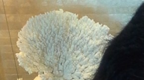 Las doulas ayudan a la madre antes, durante y despues del embarazo.