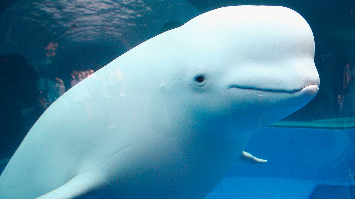 К какой группе обитателей океана относятся белухи. Белый кит Белуха. Белуха дыхало. Белуха в Арктике. Афалина альбинос Дельфин.